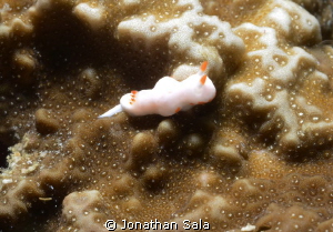 Very little nudy, 3-5 mm, don't know the name by Jonathan Sala 